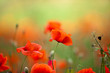 Roter Mohn