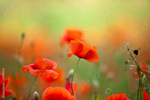 Foto: Roter Mohn Roter Mohn