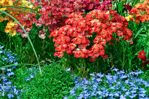 Photo: Colorful flowers Colorful flowers