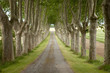 Alignement de platanes