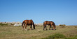 Horse grazing
