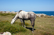 Horse grazing