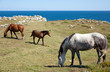 Horse grazing