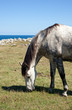 Horse grazing
