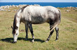 Horse grazing