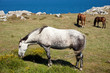 Horse grazing
