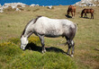 Horse grazing