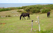 Herd of horses grazing