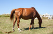 Horse grazing