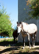 White horse