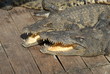 Krokodile in Farm 1