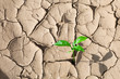 Photo: Green sprout on barren soil concept Green sprout on barren soil concept