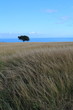 Arbre isolé