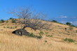 Petit air de savane