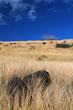 Un air de savane