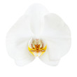 Orchids.