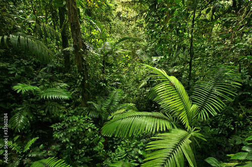Photo: Dense Tropical Rain Forest Dense Tropical Rain Forest