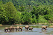 Elephants' family