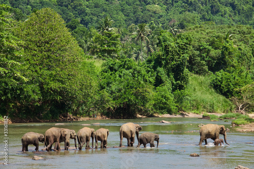 Foto: Elephants' family Elephants' family