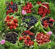 frutti di bosco