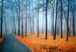 Fairy forest