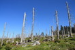 Trees in the Polish mountains destroyed by acid rain.