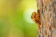 Cicada exoskeleton