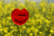 Foto: Rote Mohnblumen im gelben Rapsfeld Rote Mohnblumen im gelben Rapsfeld