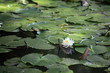 睡蓮 (小石川後楽園)