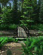 Woodland Path and Bridge