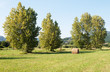 campo verde