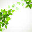 Photo en ligne au meilleur prix branch with fresh green leaves