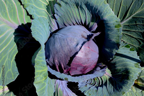 Foto: Rotkohl Rotkohl
