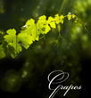 natural background,