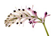 Fumaria flower