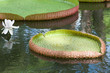 nénuphar géant, victoria amazonica nénuphar géant, victoria amazonica