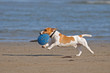 Cane Jack Russel Terrier