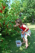 Johannesbeeren Pflücken