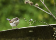 Fledgeling Reed Warbler Perching On A Fence