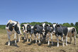 Vaches Vaches