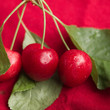 cerises
