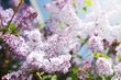 pink lilac