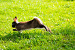 Kaninchen