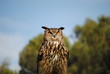 Photo: Gufo Reale Gufo Reale