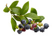 Blueberry