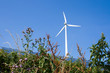 Windrad und Solarzellen hinter Gestrüpp
