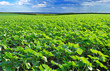 Field of sunflower Field of sunflower
