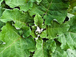 Floral background from the leaves of burdock Floral background from the leaves of burdock