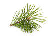 Closeup view of coniferous branch used in herbal medicine Closeup view of coniferous branch used in herbal medicine