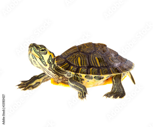 Photo: Turtle on parade Turtle on parade